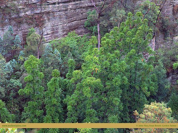 oblem, ochránce a terénní pracovník árodních parků a rezervací ového Jižního Walesu Kde: a utajovaném místě, přibližně 200 km západně od Sydney (Austrálie) v národním parku Wollemi, který je součástí
