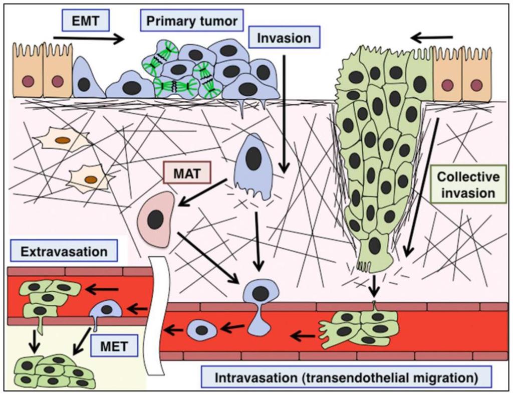 Kolektivní invaze metastázování skupin nádorových buněk