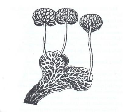 Tabulka 3: determinační rozdíly mezi druhy Mannia triandra, Reboulia hemisphaerica a Preissia quadrata společně rostoucích na lokalitě dle Hradílka (Hradílek 25a).