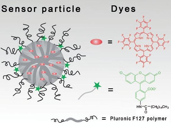 Fluorescenční nanosensory Nahoře: Konstrukce raciometrického polymerního nanosenzoru pro