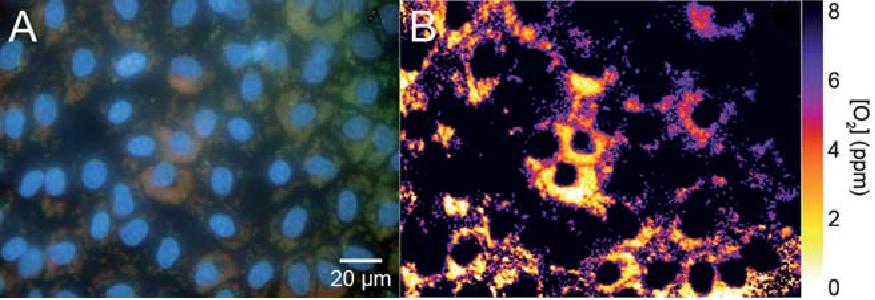 Fluorescenční nanosensory Zobrazení koncentrací intracelulárního kyslíku pomocí raciometrického nanosenzoru Wang XD, Gorris HH, Stolwijk JA,