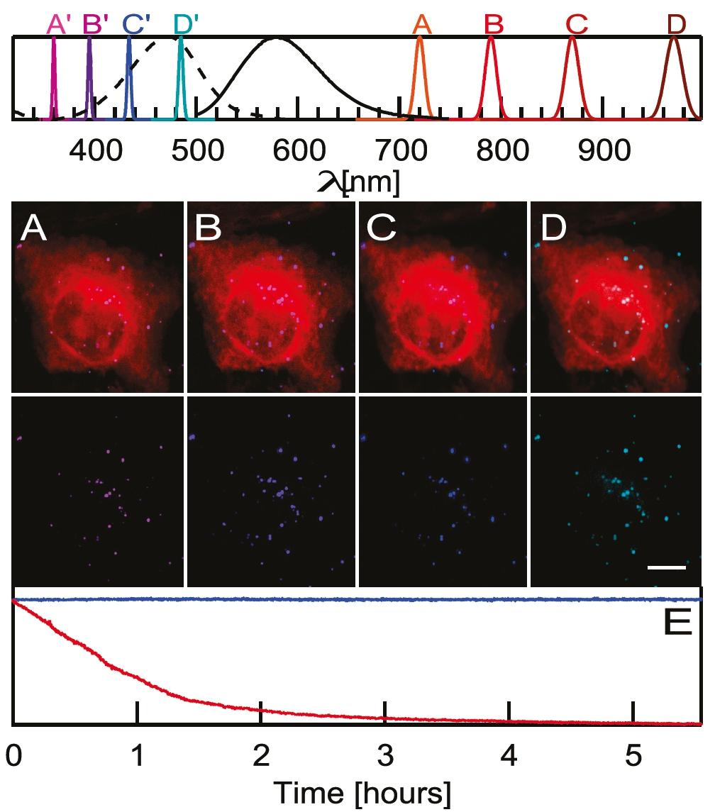 Second harmonic generation Nahoře: Excitační (A, B, C, D) a emisní spektra (A, B, C, D ) KNbO3 nanočástic a organického fluoroforu FM 1-43 (absorpční spektrum čárkovaně, emisní spektrum plná čára)