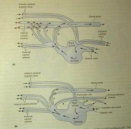 Anura Aortální septum: arteria pulmocutanea / a.carotis / aorta Larva vs. Atrium dext.