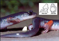 Sparmatofory axolotla Plethodon)shermani)3' spermatofory'