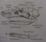 šupiny ve škáře (pohyb), masivní hlava (ražení chodeb): lebka kompletně kost