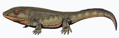 360 My krytolebci (Stegocephalia) Ca2-Pe: Anthracosauria, Lepospondyli,