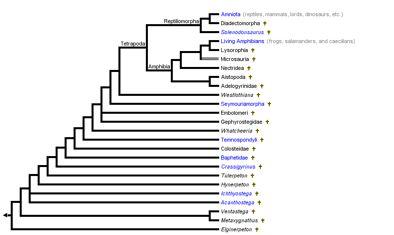 [Capitosauria Yates & Warren, 2000] Trematosauria Yates & Warren