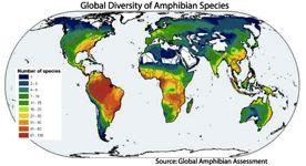 Vrchol druhové diversity v tropech (až 90 spp/ 3km 2