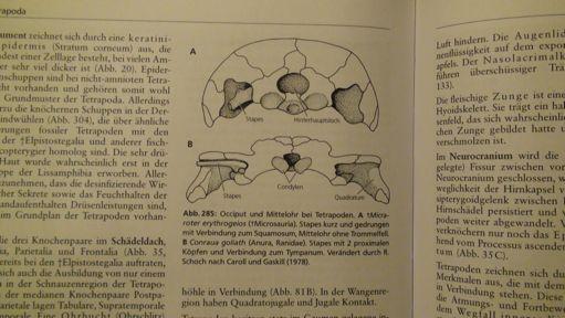 emancipace hlavy atlas, epistropheus, kondyly na