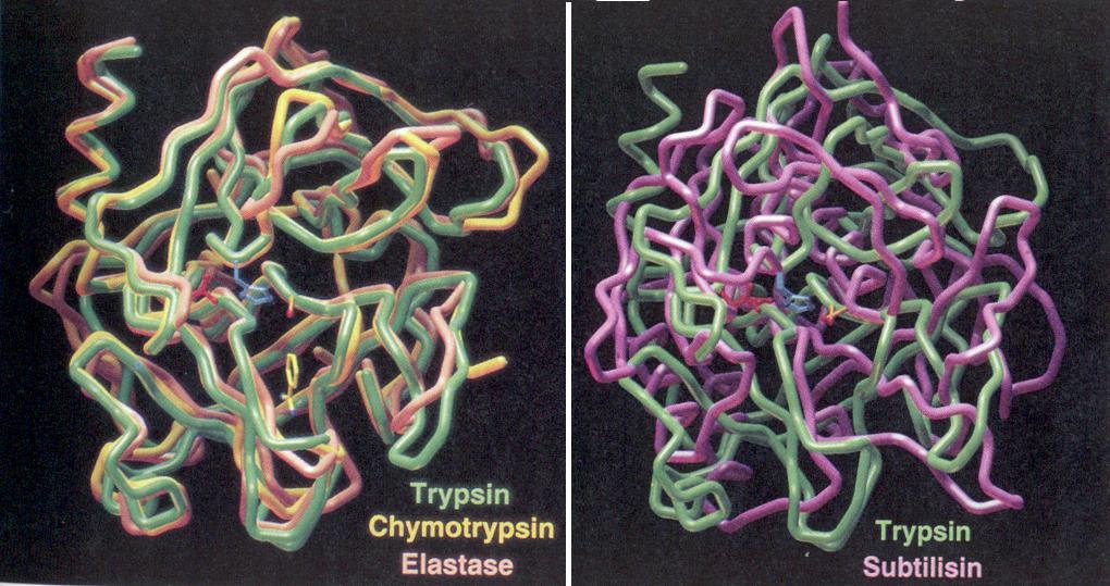 serinové proteasy jsou velká rodina proteolytických enzymů, které využívají hydroxylovou skupinu serinu jako