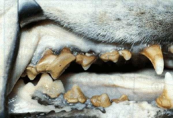 Parodontitida u psa http://commons.