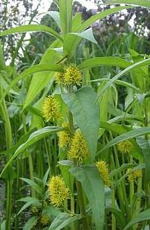 rod dryádka (Dryas) trunkátní květenství vznikají aborcí koncového květu či části uzavřeného květenství (Valeraianaceae) nebo hlavního květenství u otevřeného typu (Scrophulariaceae,