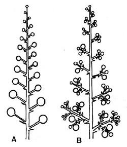 jpg http://www.dendrologie.cz /popiscastidrevin/kvetenstvi1.jpg http://www.missouriplants.