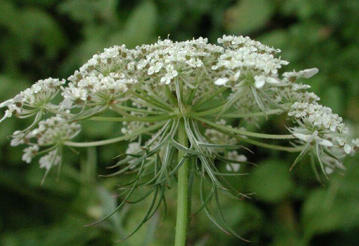 okolík (typický pro Apiaceae), klas klásků (častý u Poaceae), hrozen okolíků (břečťan), hrozen úborů (devětsil) aj.