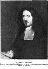 Marcello Malpighi 1628-1694 Italský lékař Zakladatel mikroskopické