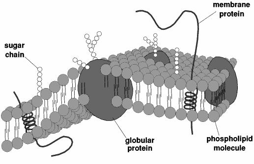 Struktura biologické membrány 2 Fluidní mosaika Dvojvrstva lipidů s mobilními globulárními proteiny