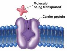 molekul v membráně (v počtech).