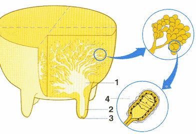 POTRAVINÁŘSKÉ TECHNOLOGIE A BIOTECHNOLOGIE Mlékárenské technologie Milada Plocková, Šárka Horáčková Ústav mléka, tuků a kosmetiky VŠCHT Praha Co je mléko? (Co není mléko?