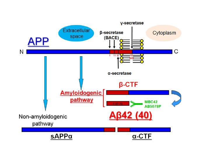 In the non-amyloidgenic pathway APP is mostly cleaved by alpha-secretase within Ab, which precludes the production of Ab.