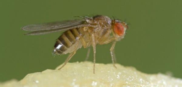 Obrázek 7: Drosophila melanogaster (Internet 10). 3.