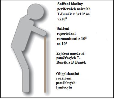 Obrázek 9: Změny počtů lymfocytů u starých lidí (upraveno dle: Weng 2006, s. 49