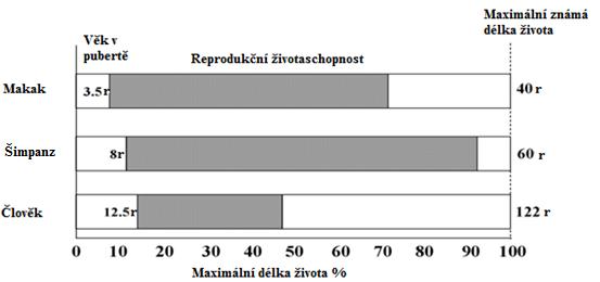 Obrázek 10: Reprodukční délka života u žen makaků, šimpanzů a člověka (upraveno dle: Walker et al. 2008, s. 399). 7.2.1. Srovnání postreprodukčního věku člověka a primátů Postupné změny v mechanizmech reprodukce a plodnosti charakterizují proces stárnutí u žen.