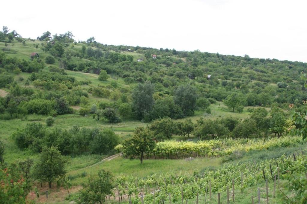 Cezavy u Blučiny 83-110 k sesuvu. Na pleistocenních spraších se často vytořila černozem (pod stepní vegetací) a místy hnědozem (pod lesní vegetací).