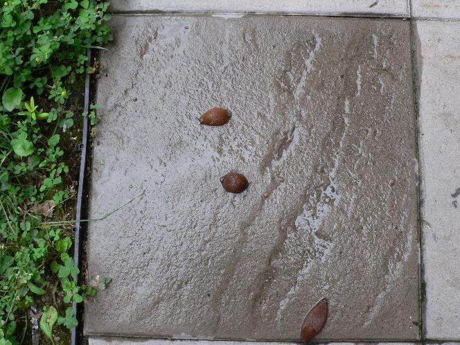 středu. Třetí plzák v té době dosud neopustil střed dlaždice a pouze pozoroval okolí.