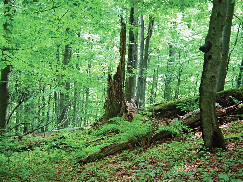 Odumírající a mrtvé dřevo může ve středoevropském lese poskytovat biotop, úkryt a potravu až 40 % v něm se vyskytujících organismů.