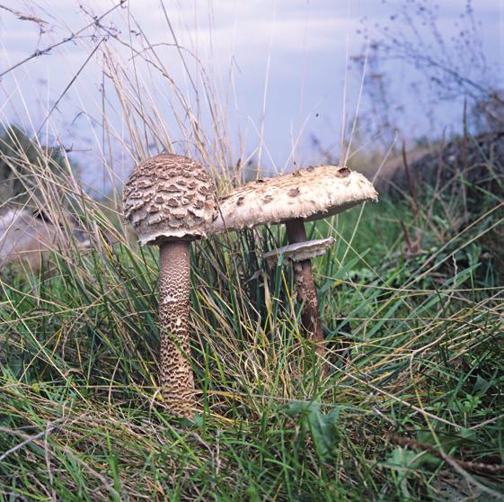 Podílejí se na vzniku humusu a organické sloučeniny postupně mineralizují. Opylovači ve střední Evropě: všechno je jinak?