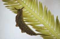 Zelená řasa Caulerpa taxifolia z teplých vod Pacifiku se šíří ve Středozemním moři; zkouší se biologický boj pomocí