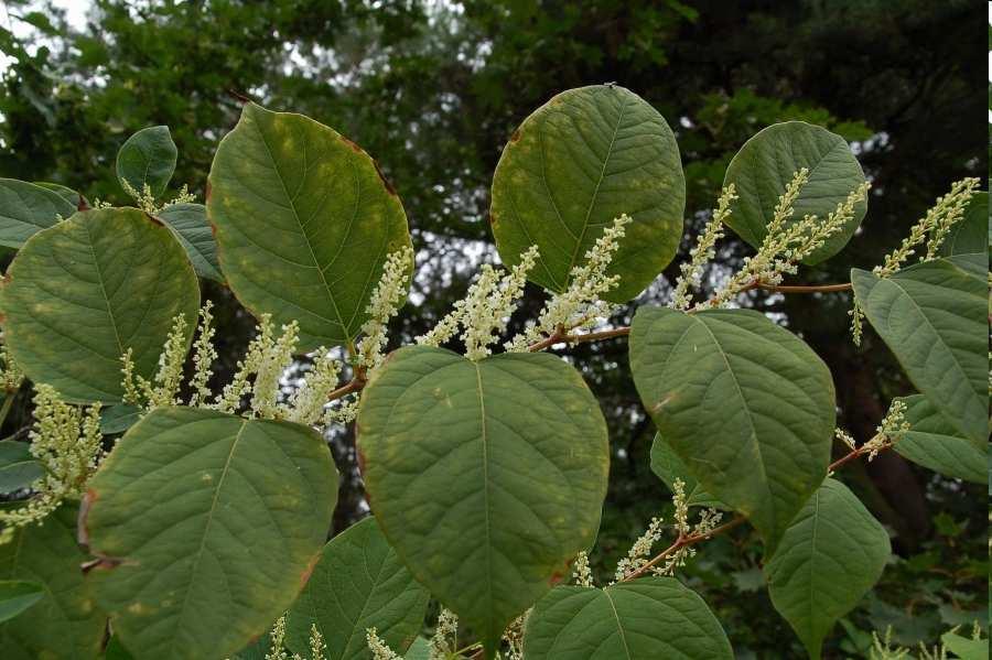 Křídlatka japonska (Reynoutria japonica), křídlatka sachalinská (R.