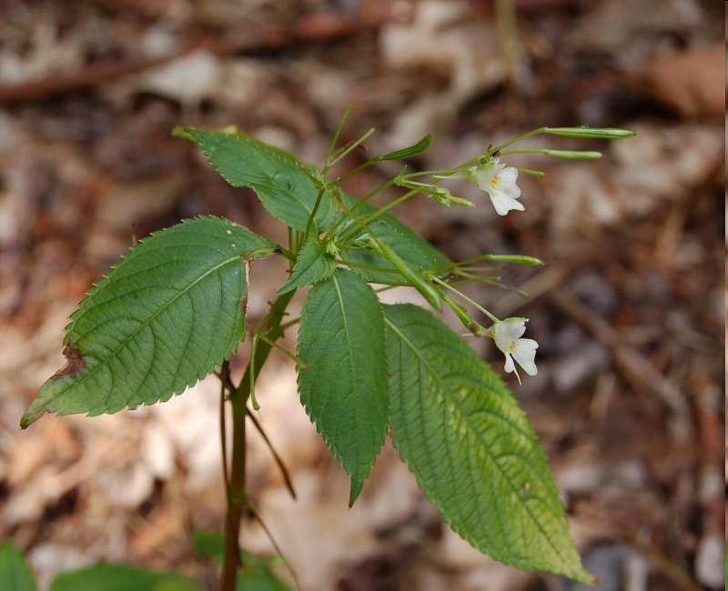 Netykavka malokvětá (Impatiens parviflora) Původ: jihozápadní Sibiř, západní Mongolsko, západní Himálaje.