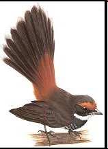 Rhipidura rufifrons - Rufous fantail Dříve hojný, vyhuben.