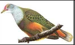 století Acrocephalus luscinia - Nightingale reed-warbler Byl vzácný