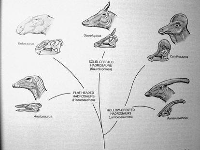 Triceratops