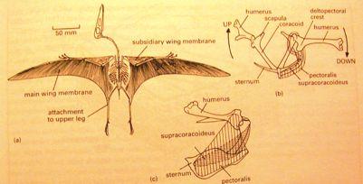 Pterosauria ptakoještěři U trias U křída