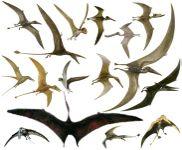 Pterosauria: úprava křídla: specialisace