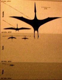 Dimorphodon Křída jen