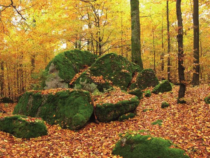 Rozmanitost života a zdraví ekosystémů 16 Obr. 9. Povrchy skal a balvanů (zde z NPR Žofín v Novohradských horách) představují specifický habitat pro mechorosty, lišejníky a řadu mikroorganismů.