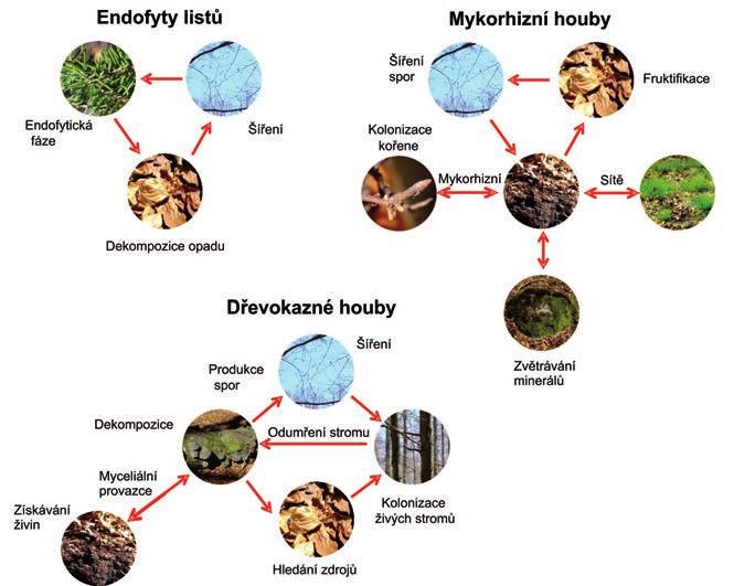 17 Mikroorganismy v lesních ekosystémech: diverzita, dynamika a funkce Spojení mezi habitaty Přestože se lesní habitaty zdají být svou povahou často značně rozdílné, existuje řada mikroorganismů,