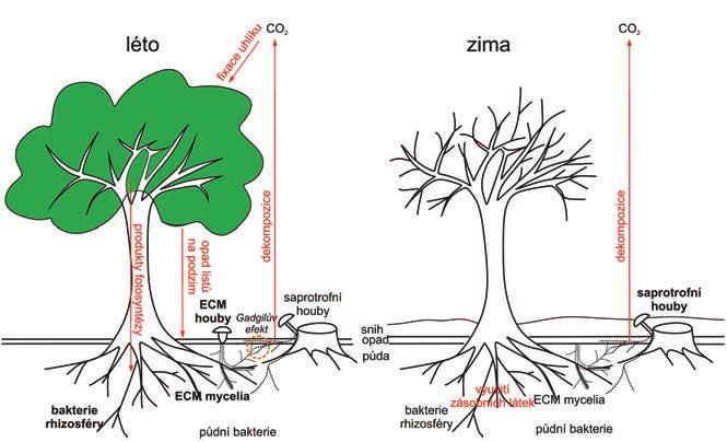 Rozmanitost života a zdraví ekosystémů 20 Obr. 11. Sezonní změny v opadavém lese mírného pásma.