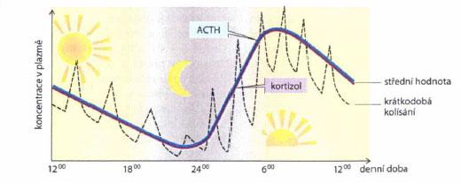 ACTH: biochemie a fyziologie Hormon peptidové povahy, 39 AMK Produkován předním lalokem hypofýzy Cirkadiánní rytmus nejvyšší koncentrace v 8:00 hod.