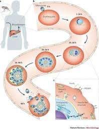 Patogeneze tropické malárie Sekvestrace erytrocytů