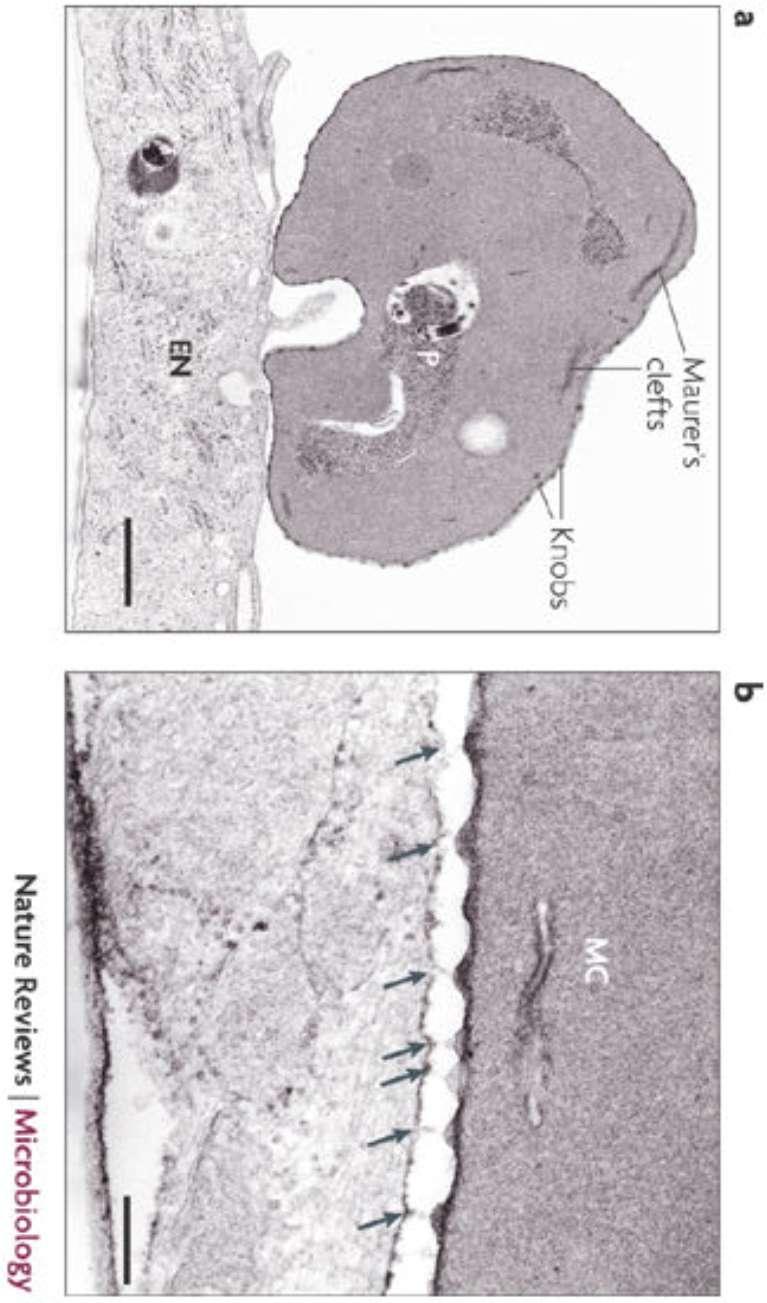 Aktivace B-lymfocytů Protilátky Parazitární Ag