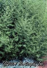 H O O H O CF3 O O Artemisinin Artemisia annua