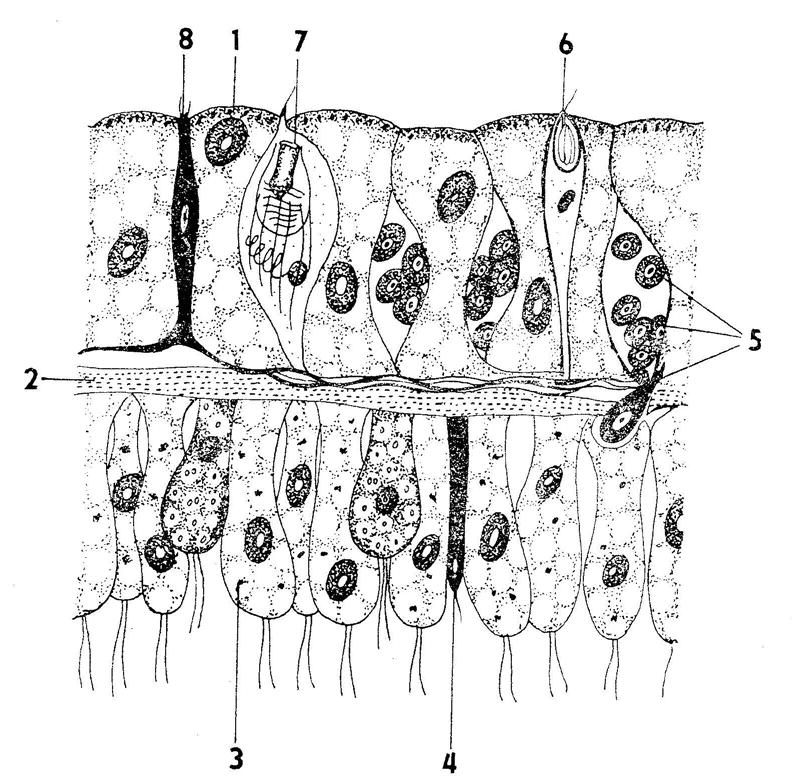 Popis obrázku: Řez tělní stěnou nezmara 1. Ektodermální buňka 2. Bazální membrána 3.