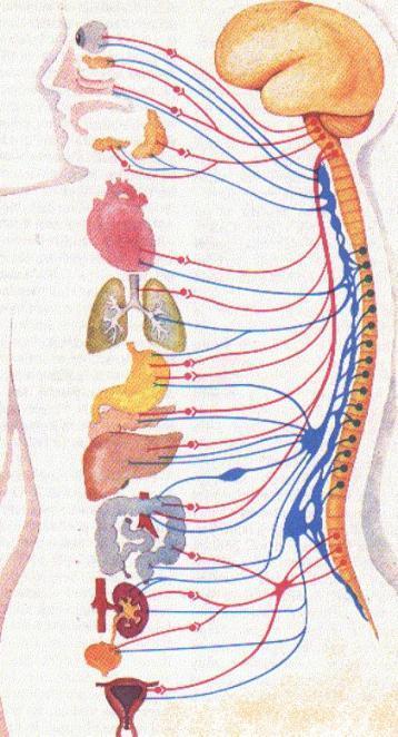 Autonomní nervový systém eferentní část - 2 sériově uspořádané neurony - chem.