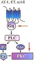 α 1 Receptor spřažený s heterotrimerním G proteinem Vazba GTP výměnou za GDP Disociace podjednotek α a βγ Podjednotka α aktivuje Phospholipázu