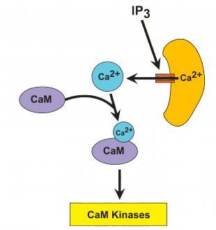 uvolňuje Ca 2+ Ca 2+ a DAG aktivují specifické PKC (Proteinkinázy C) Ca 2+ se váže na Calmodulin a následně aktivuje CamK (Calmodulinem